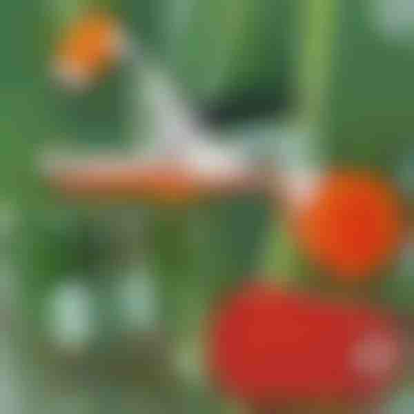 Strumento istantaneo per legare le piante | PLANTBRAND