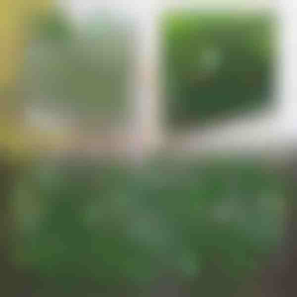 Pannello recinzione espandibile con edera - 30x180 cm, resistente ai raggi UV, senza attrezzi | GREENFENCE